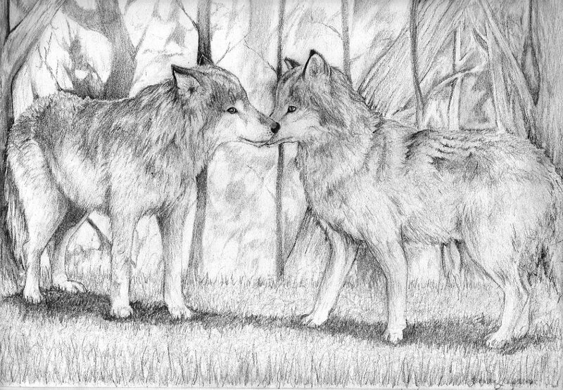 Two Wolves Touching Noses — Black, Peaceful