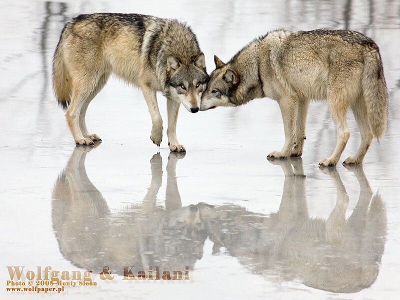 Two Wolves Touching Noses — Gray, Calm