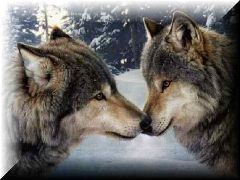 Two Wolves Touching Noses — Gray, Calm, Winter