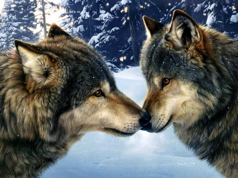 Two Wolves Touching Noses — Gray, Serene