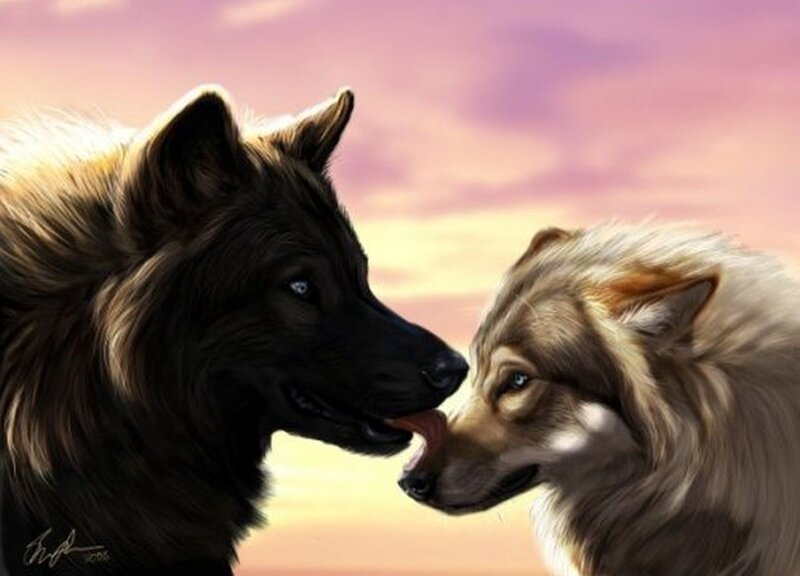 Two Wolves Touching Noses — Pink