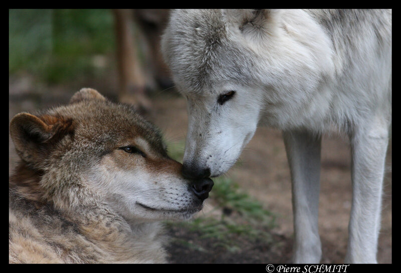 Two wolves touching noses