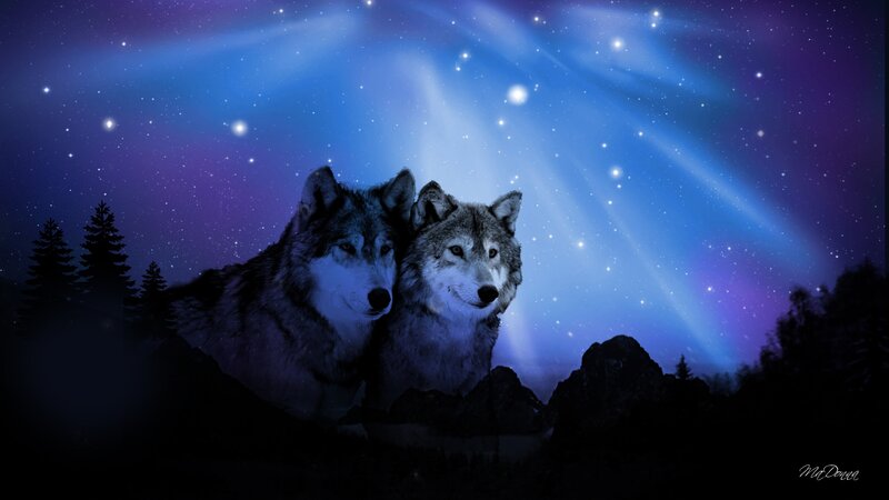 Two Wolves under Aurora — Blue