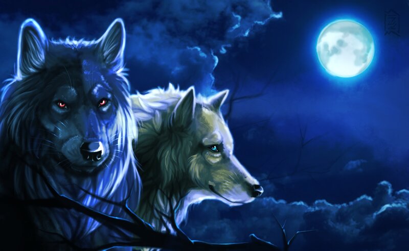 Two Wolves under Moon — Blue