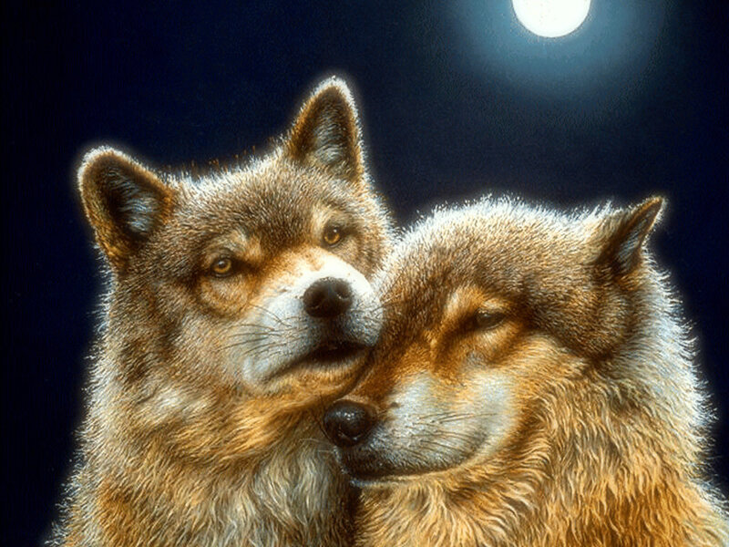 Two Wolves under Moon