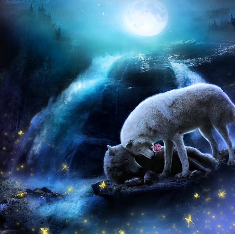 Two Wolves under Moonlight