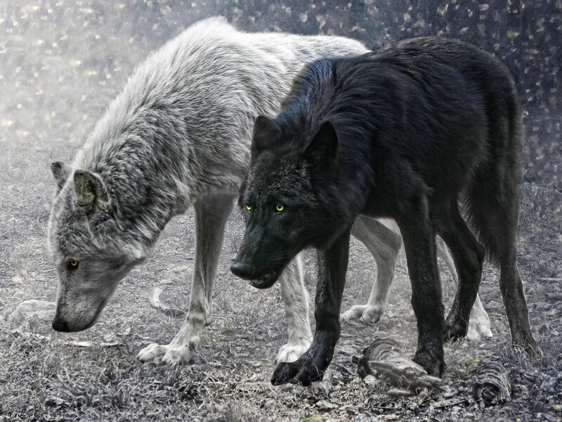 Two Wolves Walking — Black
