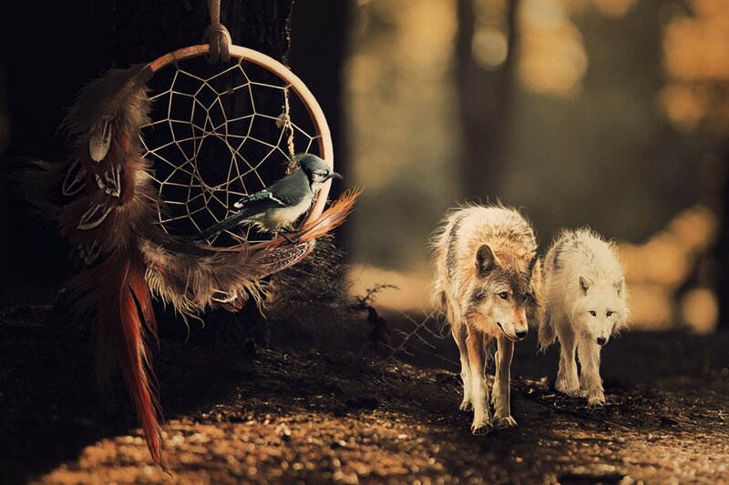 Two Wolves Walking — Brown, Dramatic