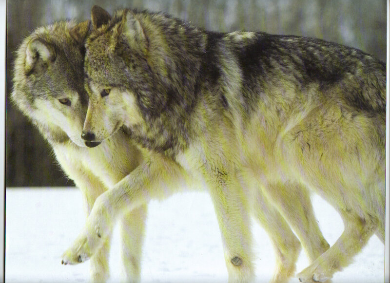 Two Wolves Walking — Gray