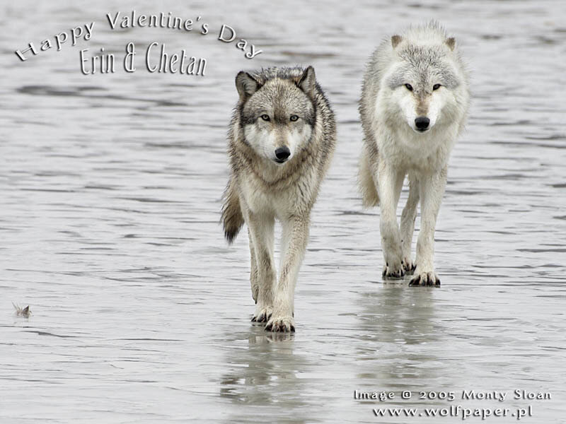 Two Wolves Walking