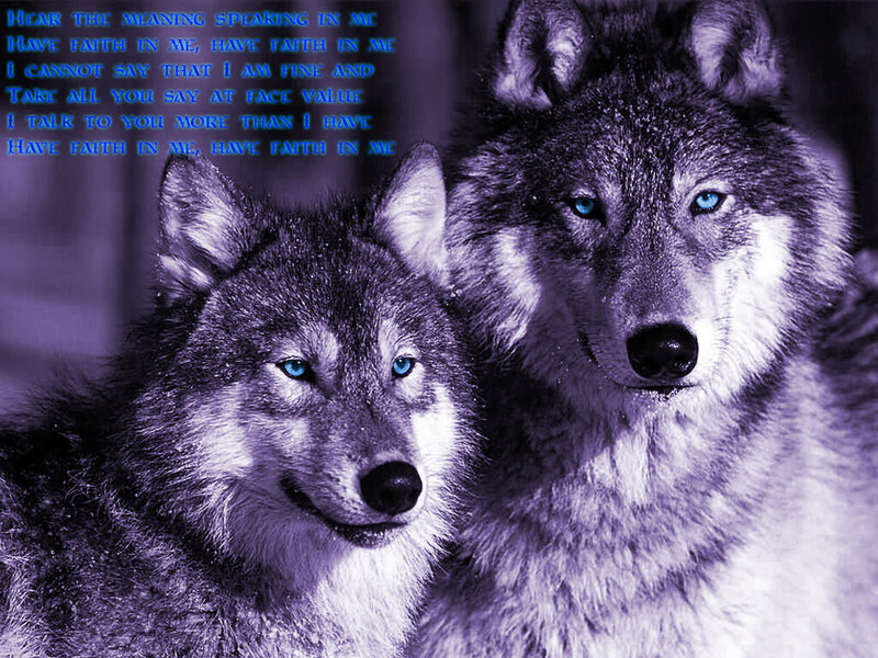 Two wolves with blue eyes