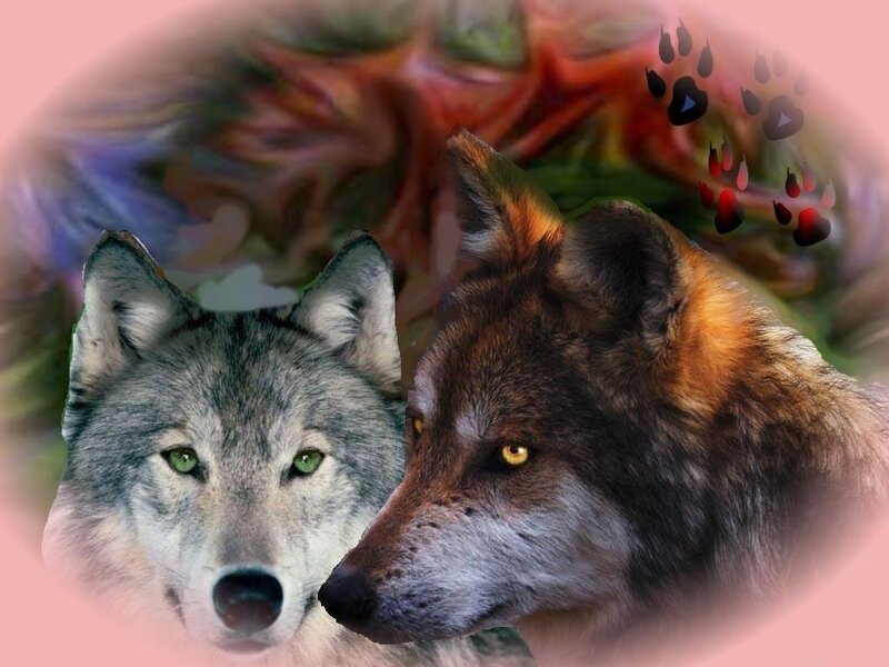 Two wolves with paw prints
