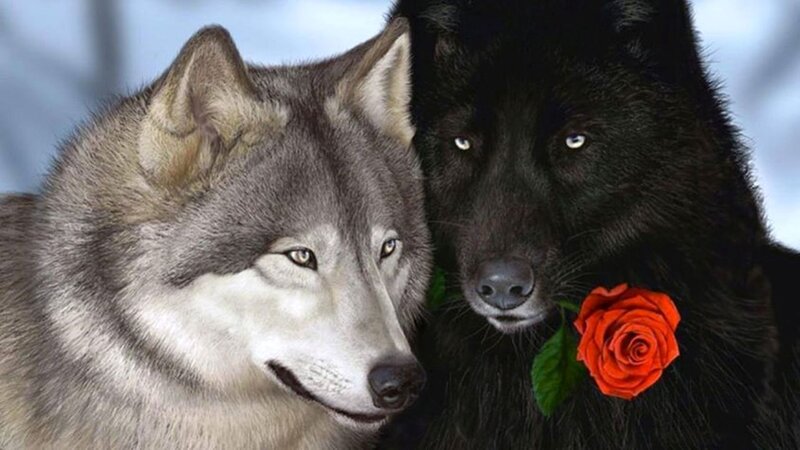 Two Wolves with Rose — Gray
