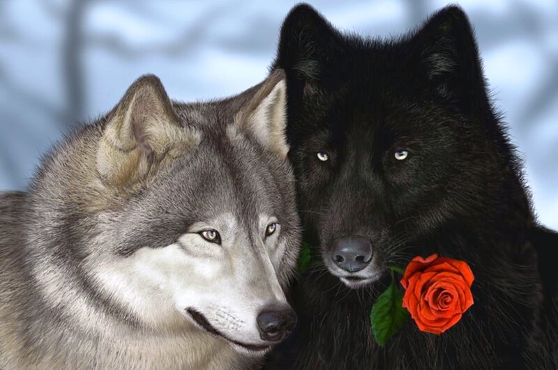 Two Wolves with Rose
