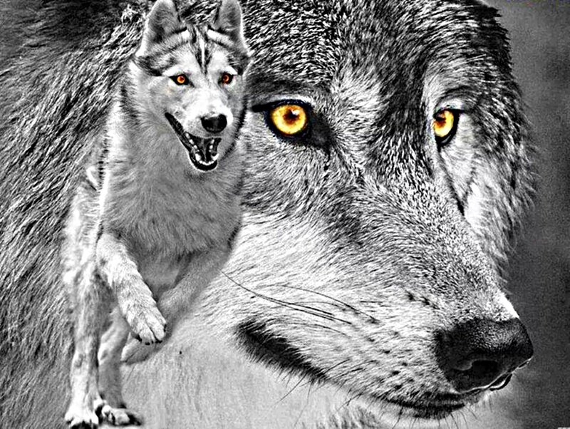 Two Wolves with Yellow Eyes