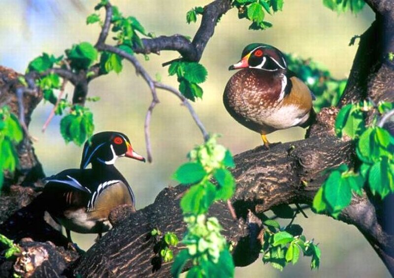 Two Wood Ducks on Branch