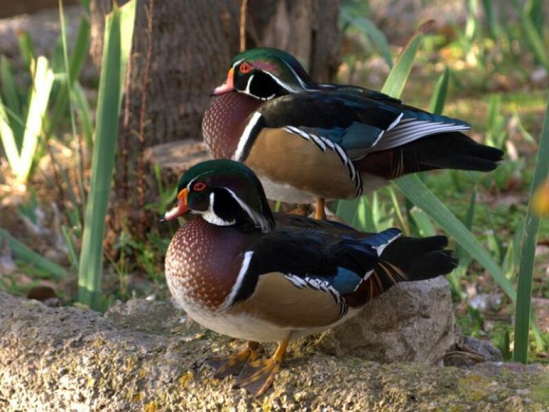 Two Wood Ducks