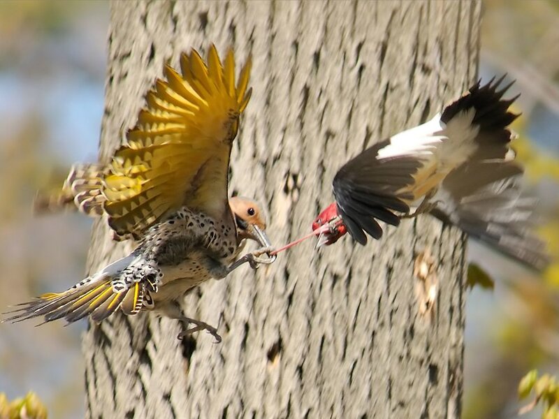 Two Woodpeckers Fighting