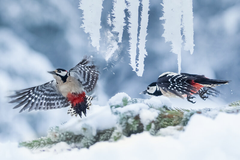 Two Woodpeckers in Flight