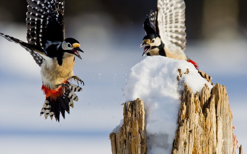 Two Woodpeckers in Flight — White