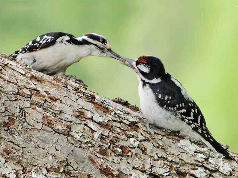 Two Woodpeckers on Tree