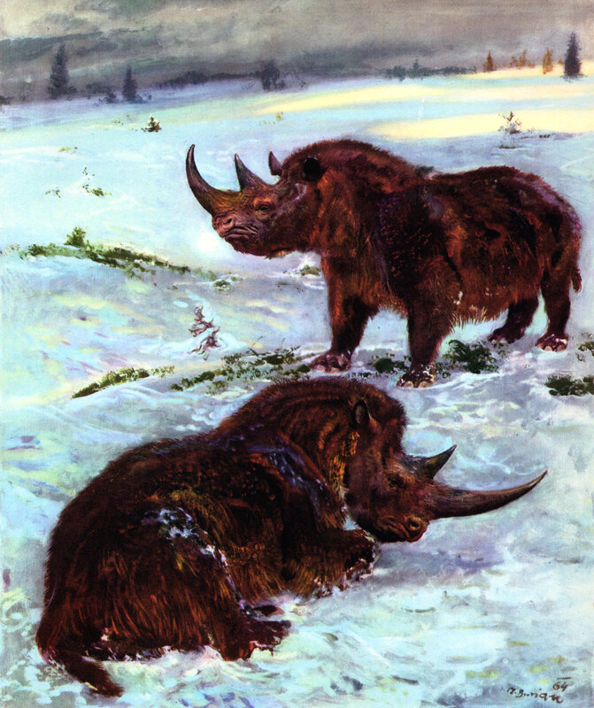 Two woolly rhinoceroses in snow