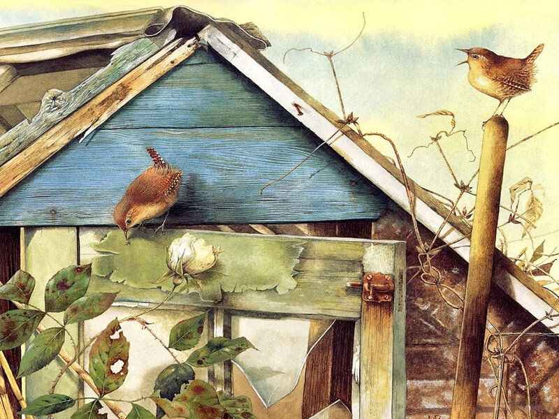 Two wrens near a garden shed