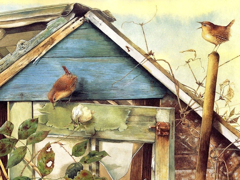 Two wrens on a shed