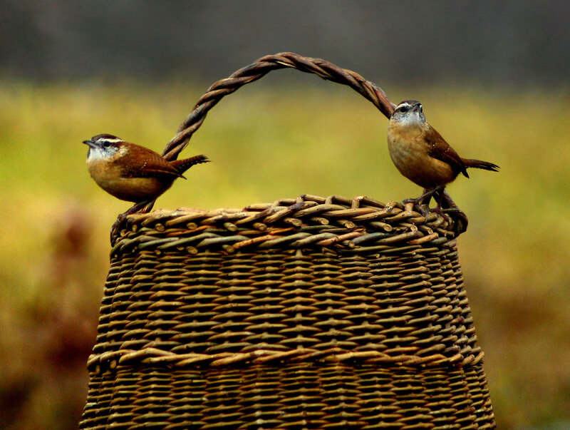 Two Wrens on Basket
