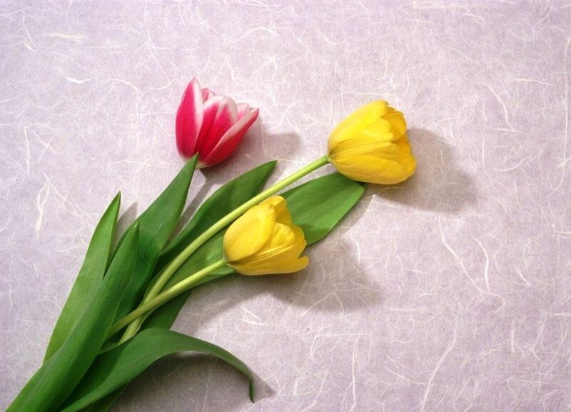 Two Yellow and One Pink Tulip