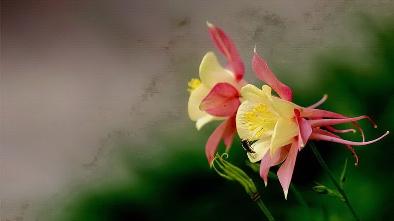 Two Yellow and Pink Flowers
