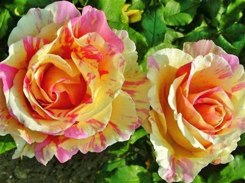 Two Yellow and Pink Roses