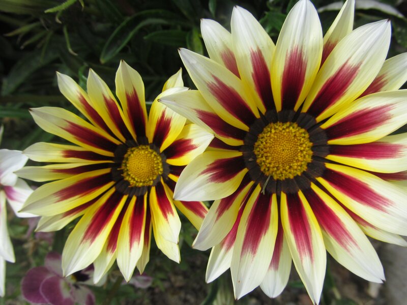 Two Yellow and Red Flowers — Calm
