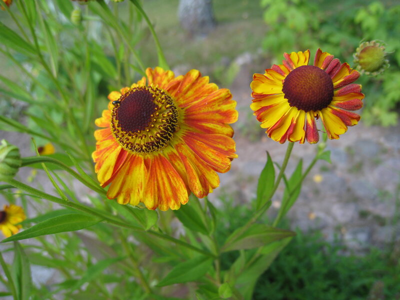 Two Yellow and Red Flowers