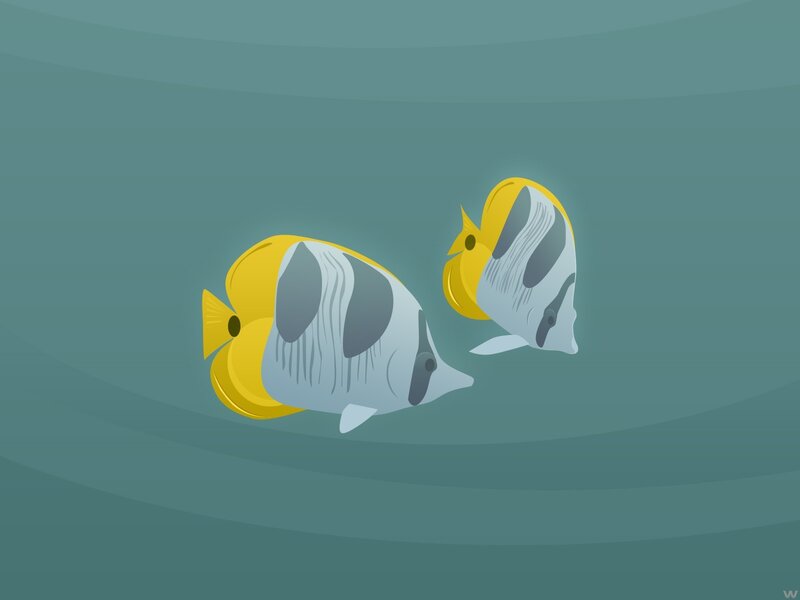 Two yellow and white fish swimming