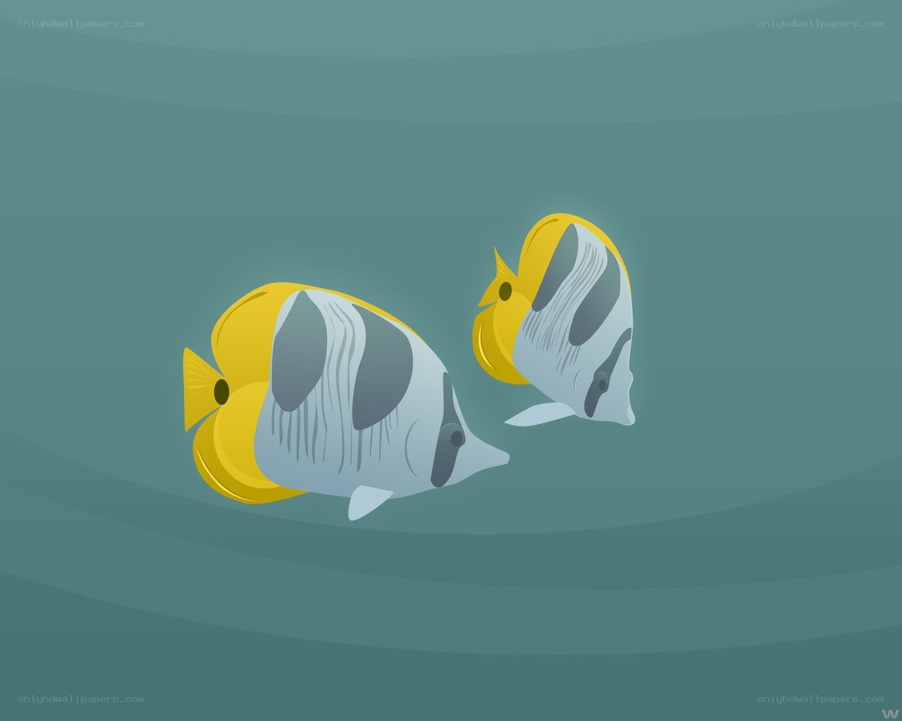 Two yellow and white fish