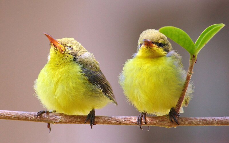 Two Yellow Birds — Calm, Photograph, Branch