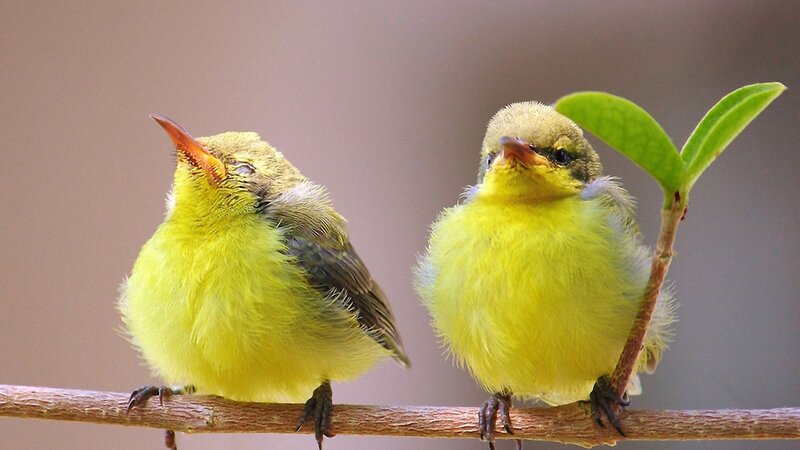 Two Yellow Birds — Calm
