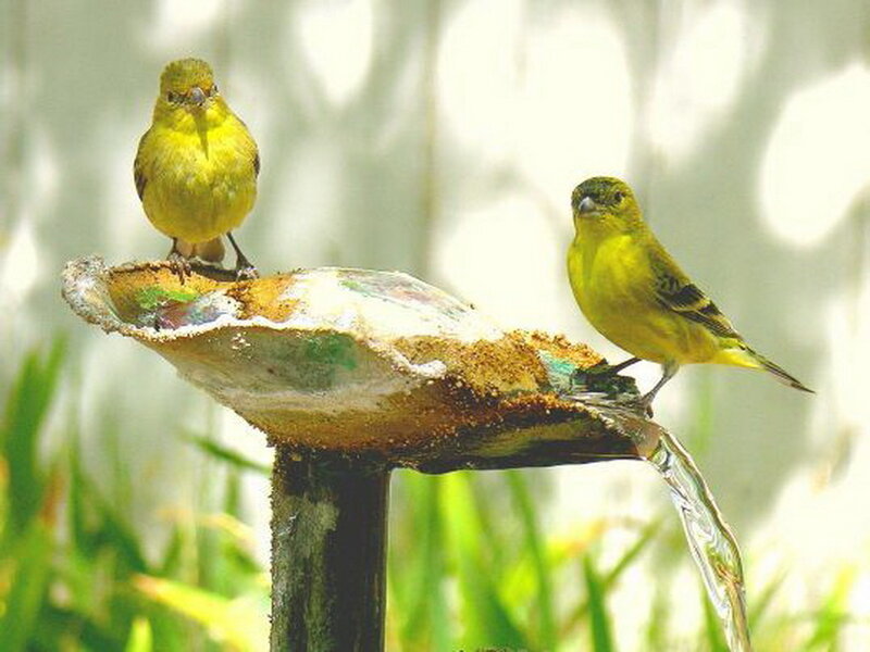 Two Yellow Birds on a Birdbath