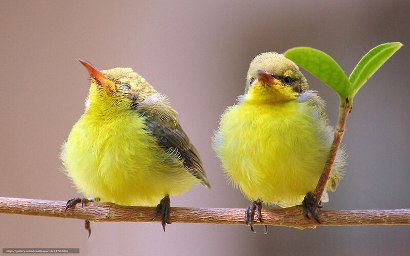 Two yellow birds on a branch