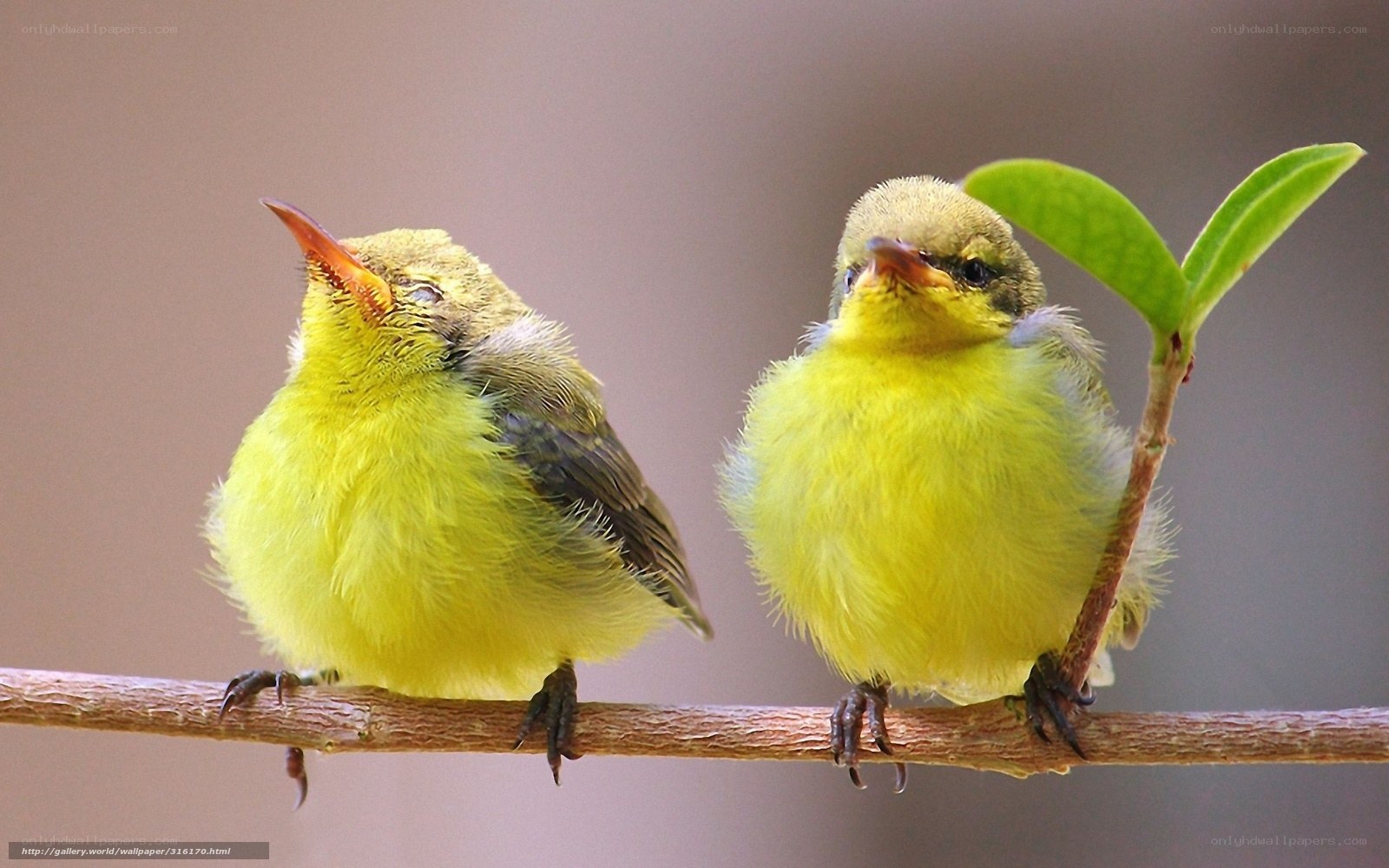 Two yellow birds on a branch