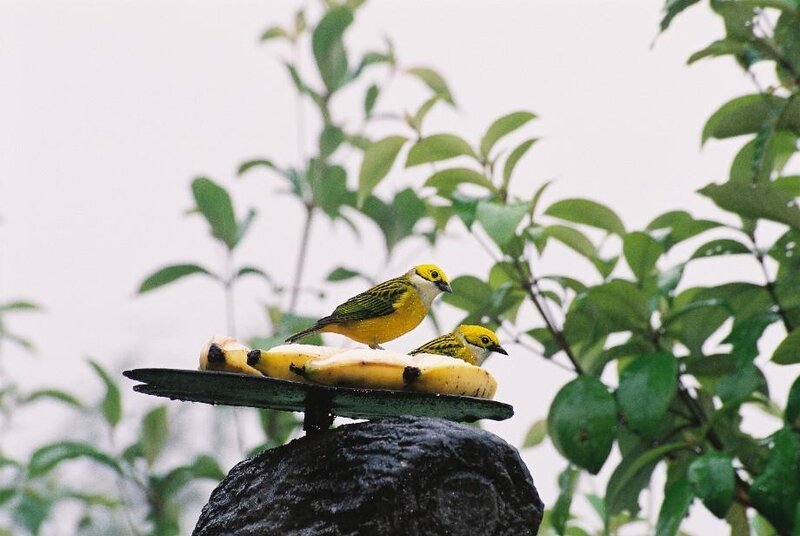 Two Yellow Birds on Banana