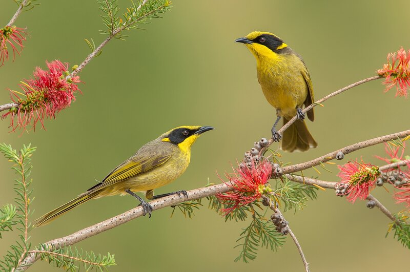 Two Yellow Birds on Branch — Calm