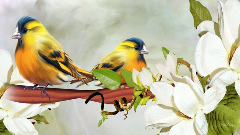 Two Yellow Birds on Branch — Serene, Spring
