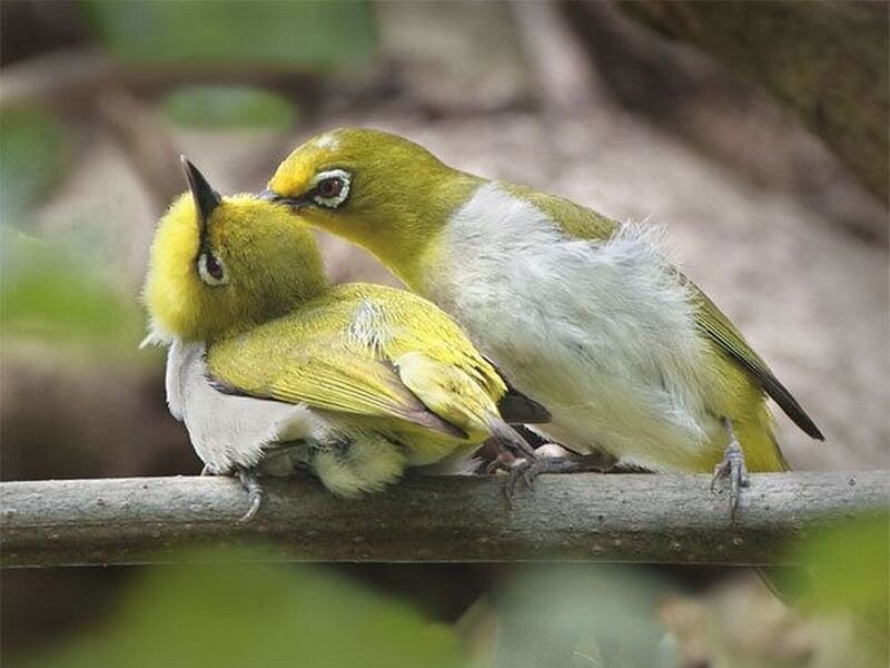 Two Yellow Birds on Branch