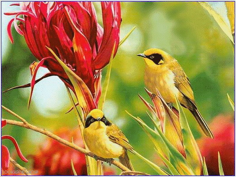 Two Yellow Birds on Flower