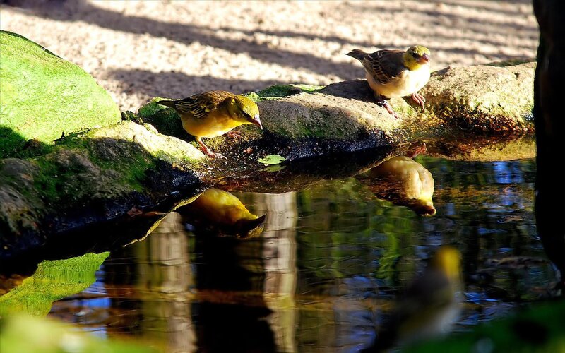 Two Yellow Birds on Rock