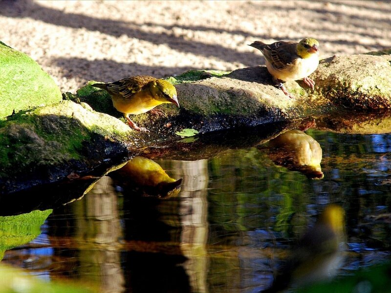 Two Yellow Birds — Serene, Afternoon