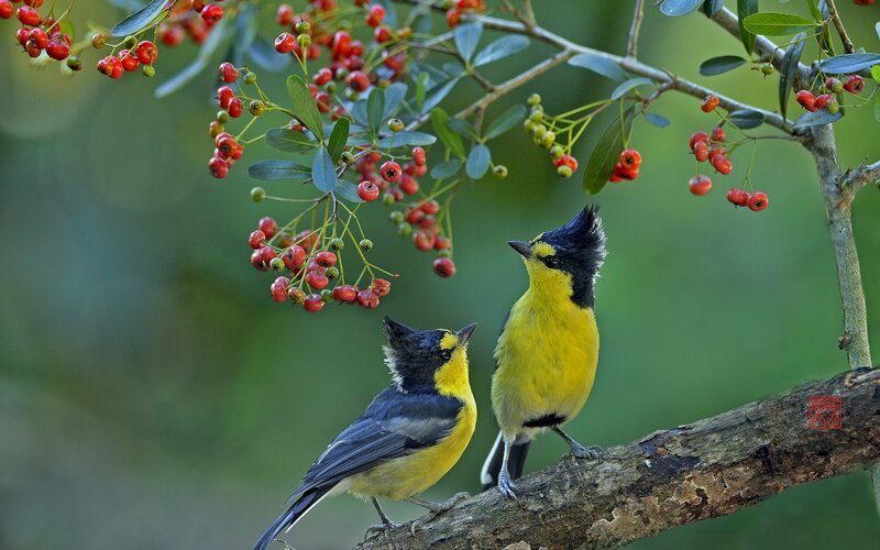 Two Yellow Birds — Serene, Spring, Photograph
