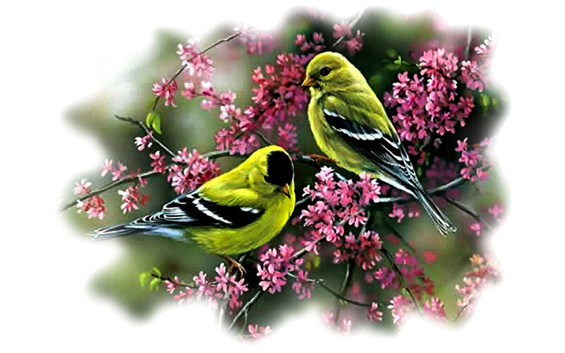 Two Yellow Birds — Serene